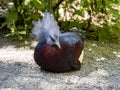 blue crowned pigeon, Goura cristata, sits on the ground standing out of a large fan-shaped crown