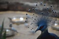 Blue-crowned pigeon standing in front of many bowls of food