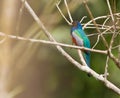 The Blue-crowned Trogon Royalty Free Stock Photo