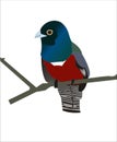 Blue crowned trogon Royalty Free Stock Photo
