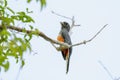 Blue-crowned Trogon (Trogon curucui) female in Brazil Royalty Free Stock Photo
