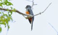 Blue-crowned Trogon (Trogon curucui) female in Brazil Royalty Free Stock Photo