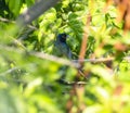 Blue-crowned Trogon (Trogon curucui) in Brazil Royalty Free Stock Photo