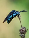 Blue cuckoo bee sleeping on branch Royalty Free Stock Photo