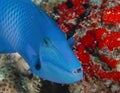 Blue cute fish on Maldives islands Royalty Free Stock Photo