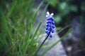 Blue cute little flower near sidewalk in grass