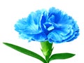 Blue cyan carnation flower isolated on a white background. Close-up. Royalty Free Stock Photo