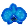 Blue cyan orchid flower isolated white background with clipping path. Flower bud close-up.