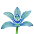 Blue cyan white orchid flower isolated white background with clipping path. Flower bud on a green stem.