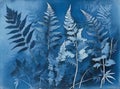 Blue cyanotype herbal background Royalty Free Stock Photo