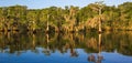 Blue Cypress Lake Royalty Free Stock Photo
