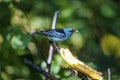 Side view of Blue Dacnis, Folha Seca, Brazil