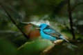 Blue Dacnis, Dacnis cayana, exotic tropic blue tanager with yellow leg, Costa Rica. Blue songbird in the nature habitat. Beautiful