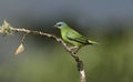 Blue dacnis, Dacnis cayana