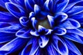 Blue Dahlia Royalty Free Stock Photo
