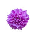 Blue dahlia flower white background isolated with clipping path Royalty Free Stock Photo
