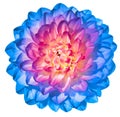 Blue dahlia  flower  on white isolated background with clipping path. Closeup. For design. Royalty Free Stock Photo