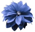 Blue dahlia. Flower on a white   isolated background with clipping path.  For design.  Closeup. Royalty Free Stock Photo
