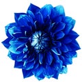 Blue dahlia. Flower on a white isolated background with clipping path.  For design.  Closeup. Royalty Free Stock Photo