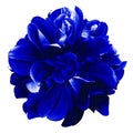 Blue dahlia. Flower on a white isolated background with clipping path. For design. Closeup. Royalty Free Stock Photo