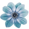 Blue dahlia. Flower on a white isolated background with clipping path.  For design.  Closeup. Royalty Free Stock Photo