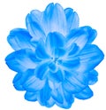 Blue dahlia. Flower on a white isolated background with clipping path. For design. Closeup. Royalty Free Stock Photo