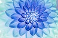 Blue dahlia petals macro, floral abstract background. Close up of flower dahlia for background, Soft focus Royalty Free Stock Photo