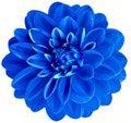Blue dahlia. Watercolor flower on a white isolated background with clipping path. For design. Closeup. Royalty Free Stock Photo
