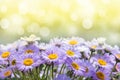 blue daisies outdoors close-up, summer sunny background Royalty Free Stock Photo