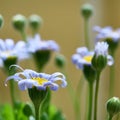 Blue daisies in summer Royalty Free Stock Photo