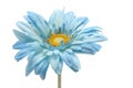 Blue daisy Royalty Free Stock Photo