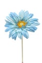 Blue daisy Royalty Free Stock Photo