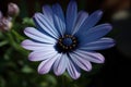 Blue daisy blossom plant. Generate Ai Royalty Free Stock Photo