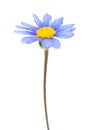 Blue daisy bush flower Royalty Free Stock Photo