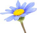 Blue daisy bush flower Royalty Free Stock Photo