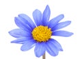 Blue daisy bush flower Royalty Free Stock Photo