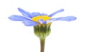 Blue daisy bush flower Royalty Free Stock Photo