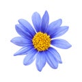 Blue daisy bush flower Royalty Free Stock Photo