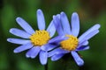 Blue daisy or Felicia amelloides Royalty Free Stock Photo