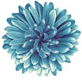 Blue  daisy flower  isolated on  a white background. No shadows with clipping path. Close-up. Royalty Free Stock Photo