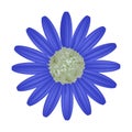 Blue Daisy Flower on A White Background Royalty Free Stock Photo