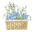 Blue daisy flower in wicked Basket. Hand drawn watercolor illustration on white isolated background. Bouquet of wild Royalty Free Stock Photo