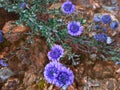 Blue Daisy, or Globularia alypum, is a popular traditional herb