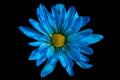 Blue daisy macro on black