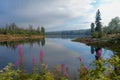 Blue dam and purple flower, with the lake in germany with beautiful water reflections and forest landscape and blue sky -