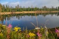 Blue dam and purple flower, with the lake in germany with beautiful water reflections and forest landscape and blue sky -