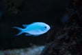 Blue damsel fish in aquarium Royalty Free Stock Photo