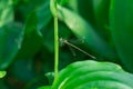 blue damsel fly Royalty Free Stock Photo