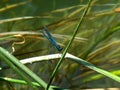 Blue Damsel-fly Royalty Free Stock Photo