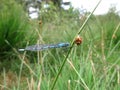 Blue Damsel-fly Royalty Free Stock Photo